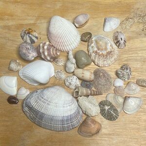 30 seashells lot